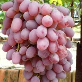 Виноград Тайфи розовый в Уфе