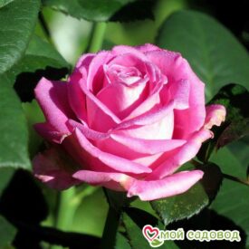 Роза чайно-гибридная Аква в Уфе