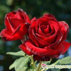 Роза чайно-гибридная Мадам Дельбар в Уфе