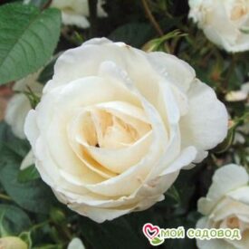 Роза Спрей белый в Уфе