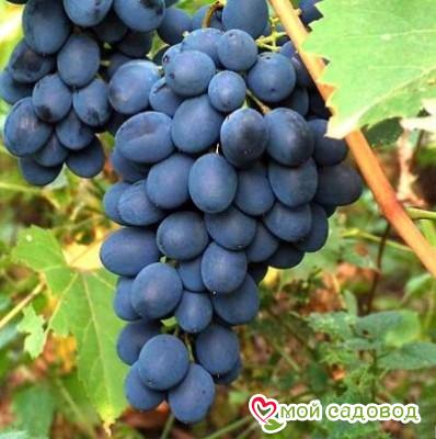 Ароматный и сладкий виноград “Августа”