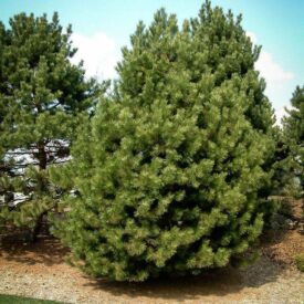 Сосна Чёрная (Pinus Nigra) в Уфе