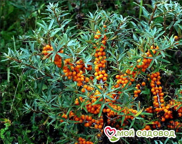 Облепиха женская "Херго" (Hergo)