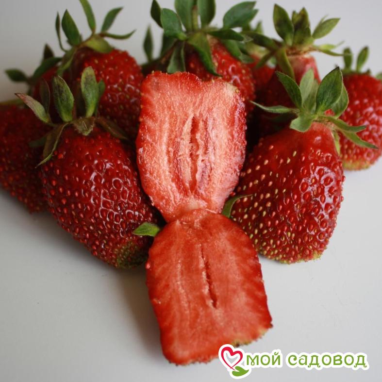Клубника Купчиха