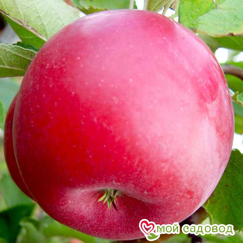 Яблоня Айдаред