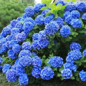 Гортензия крупнолистная Никко блю ЗКС