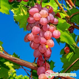 Виноград Лидия (Розовая Изабелла) в Уфе