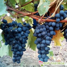Виноград Молдова в Уфе