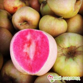 Яблоня Розовый жемчуг в Уфе