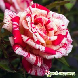 Роза чайно-гибридная Папагено в Уфе