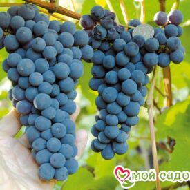 Виноград Амурский синий в Уфе