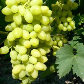Виноград Осенний крупноплодный в Уфе