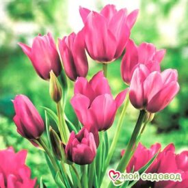 Тюльпан многоцветковый Пурпл Букет в Уфе