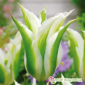 Тюльпан зеленоцветный Уайт Спринг Грин в Уфе