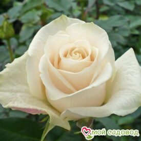 Роза чайно-гибридная Венделла в Уфе