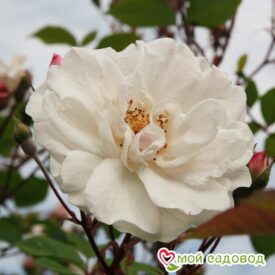 Роза Белый каскад в Уфе