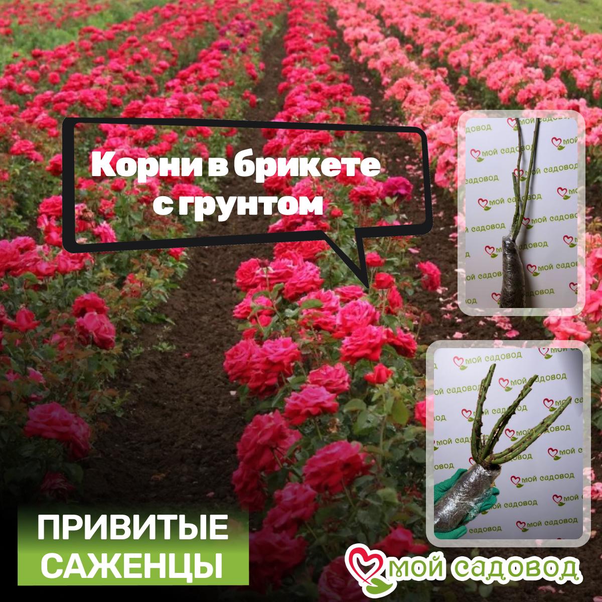 Роза Лес Потес де Бедрос