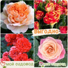 Комплект роз! Роза плетистая, спрей, чайн-гибридная и Английская роза в одном комплекте в Уфе