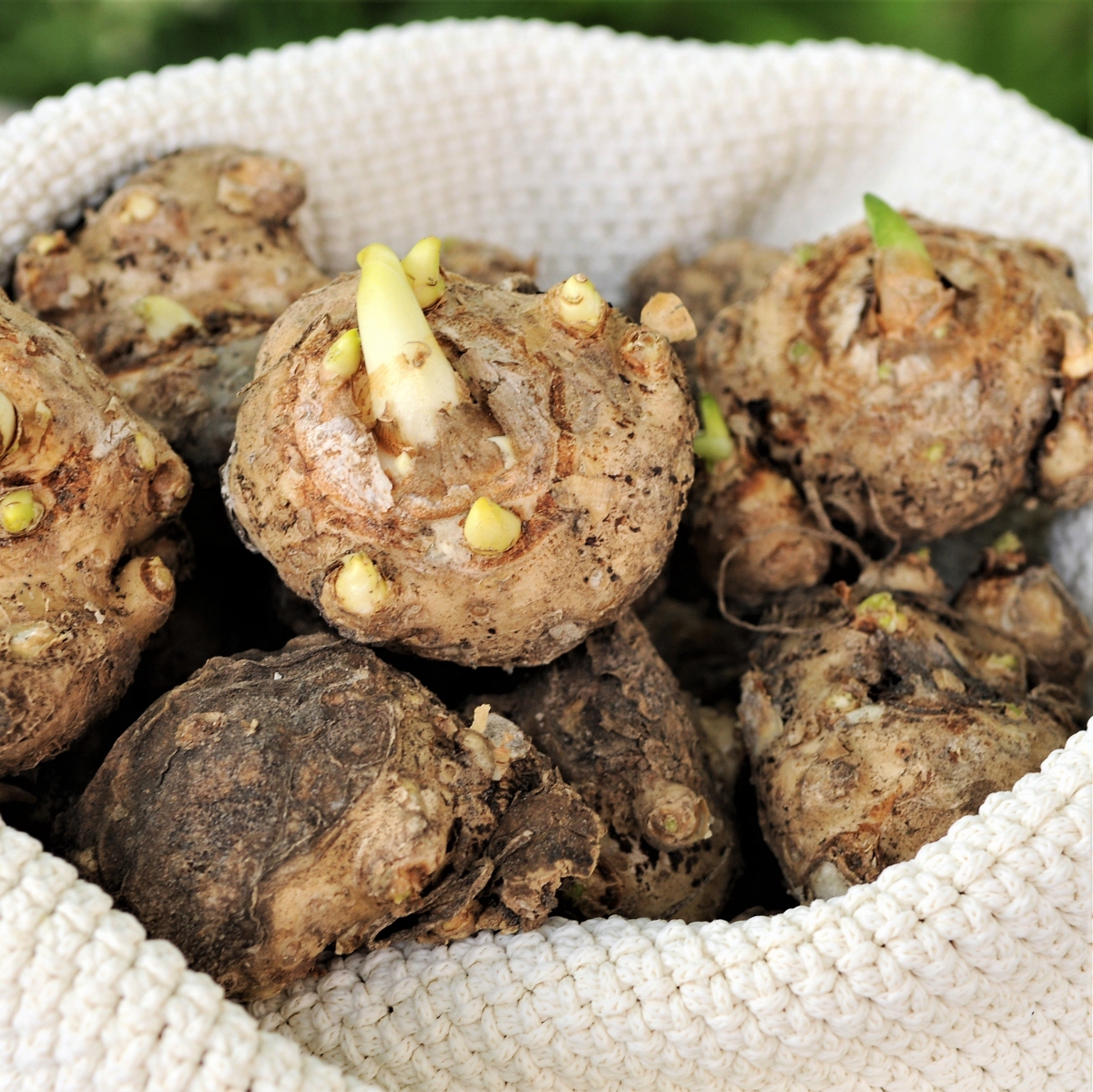 Калла Калла Блэк Стар