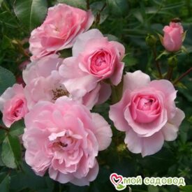 Роза полиантовая Bonica (Боника) в Уфе