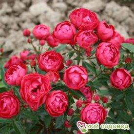 Роза полиантовая Морздаг Ред (Morsdag Red) в Уфе