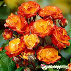 Роза полиантовая Румба (Rumba) в Уфе