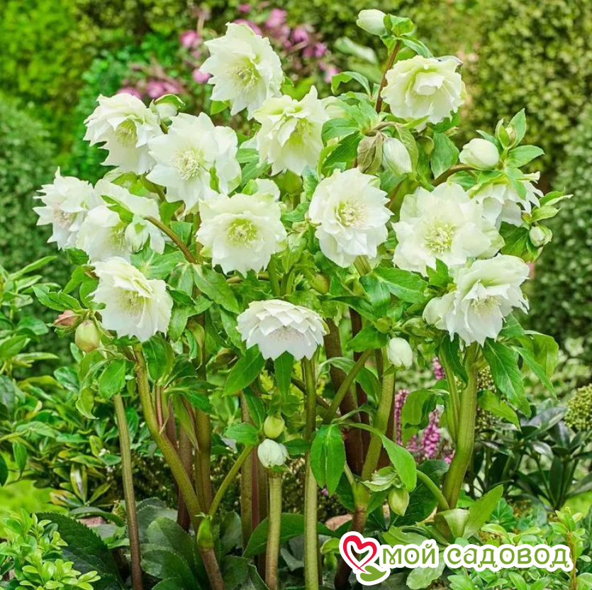 Морозник восточный Дабл Эллен Уайт