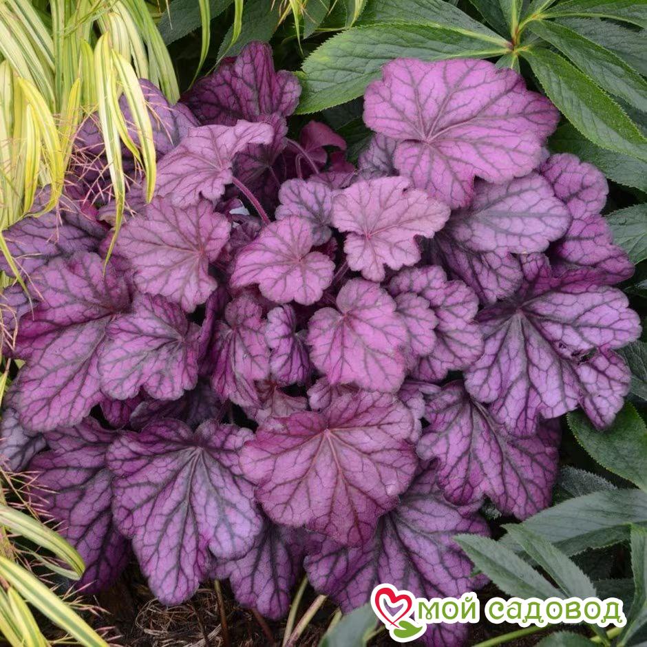 Гейхера Вайлд Роуз