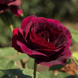 Роза чайно-гибридная Олд Ромео в Уфе