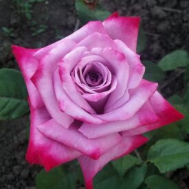 Роза чайно-гибридная Парадиз в Уфе