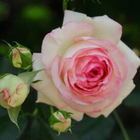 Роза чайно-гибридная Дольче Вита в Уфе